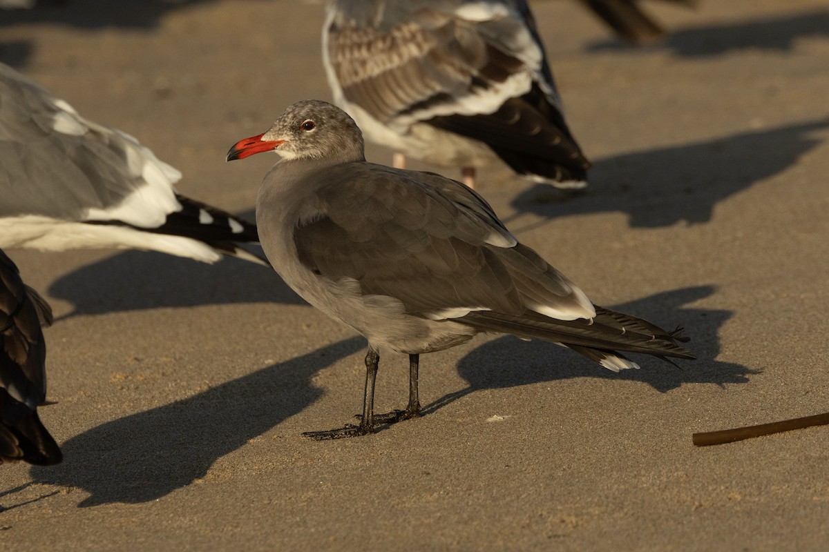 Heermann's Gull - ML611960816