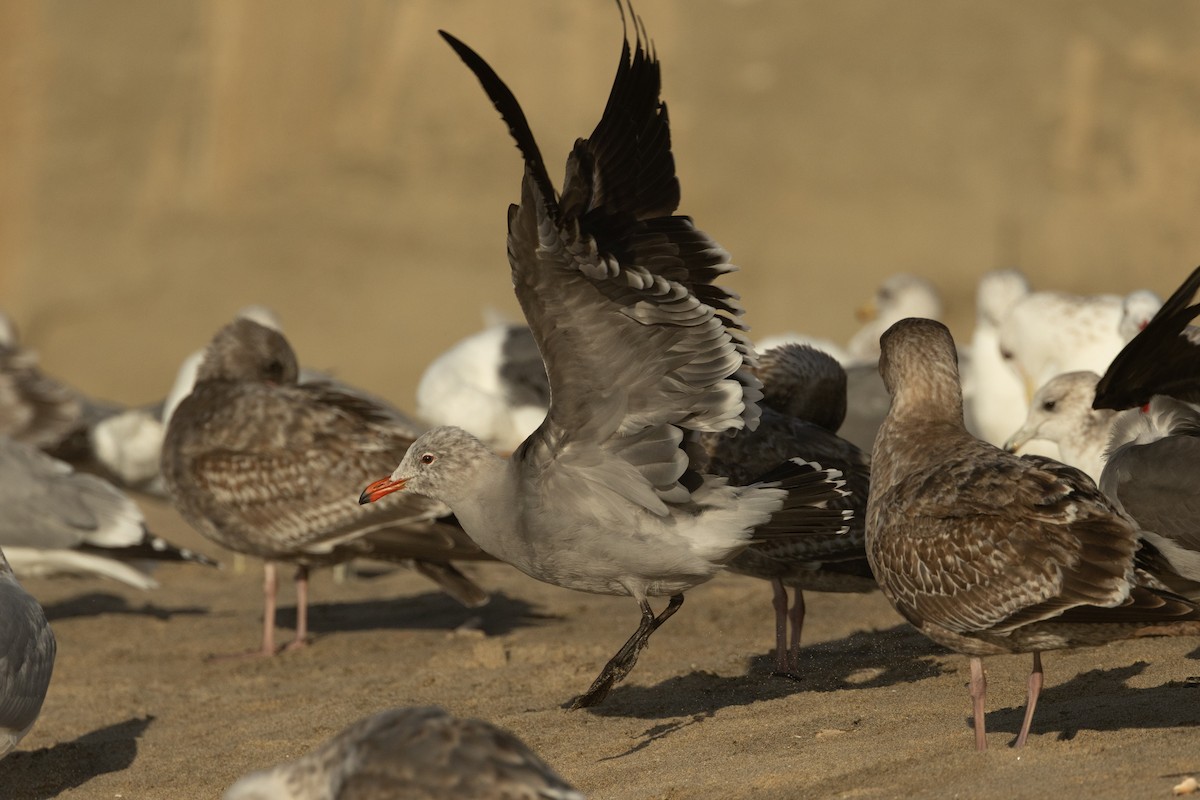 Gaviota Mexicana - ML611960817