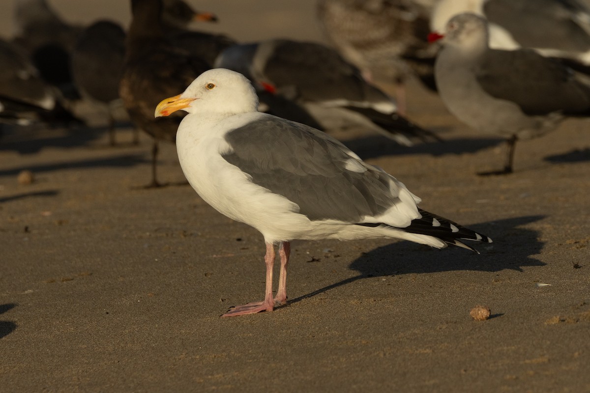 Goéland d'Audubon - ML611960828