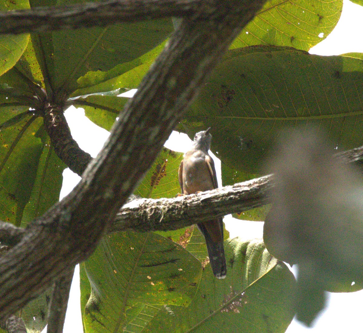 Brush Cuckoo - H C