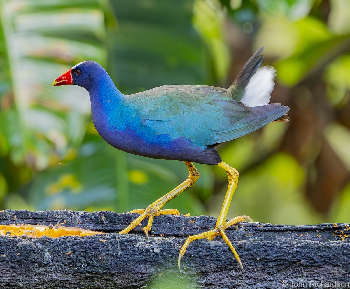 Purple Gallinule - ML611960894