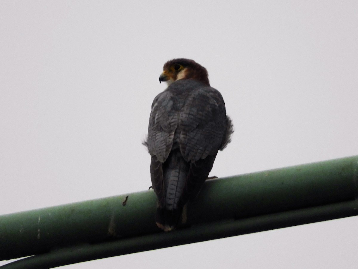 Red-necked Falcon - Vaidya R