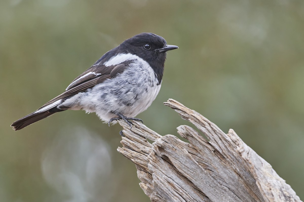 Hooded Robin - ML611961088