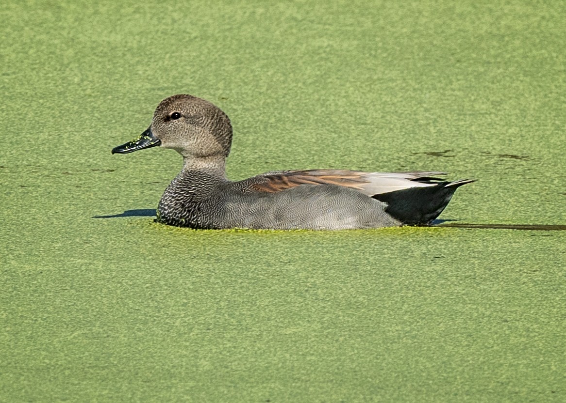 Gadwall - Sue Cook