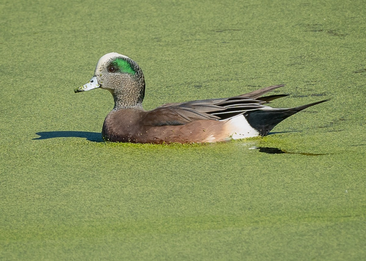 American Wigeon - Sue Cook