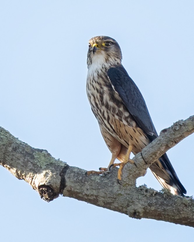 Merlin - Sue Cook