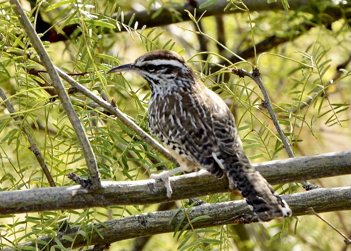 Cactus Wren - ML611961180