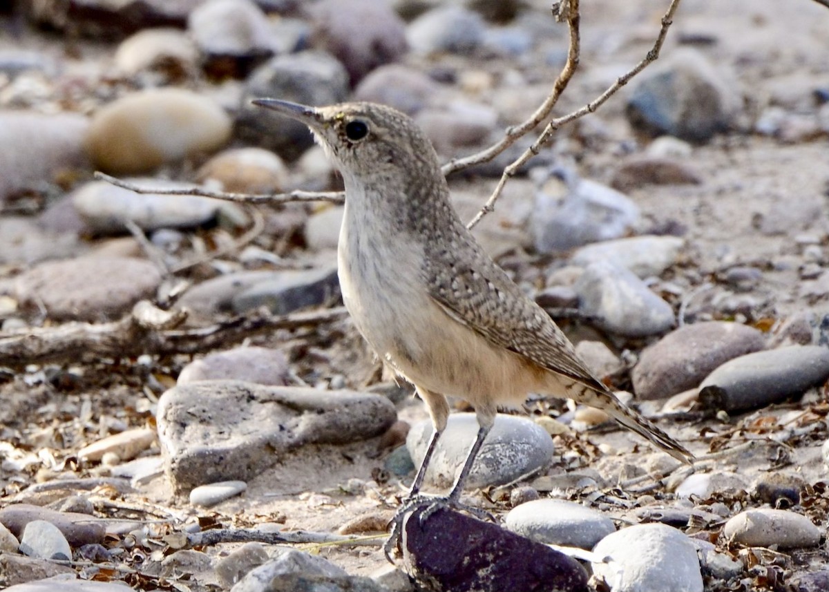 Rock Wren - ML611961184