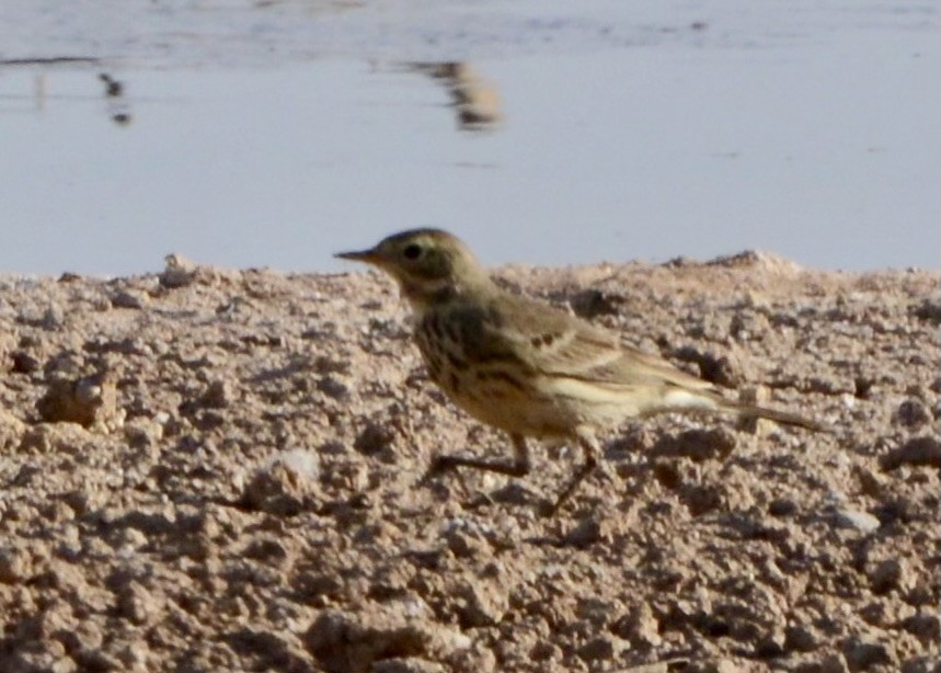 American Pipit - ML611961215