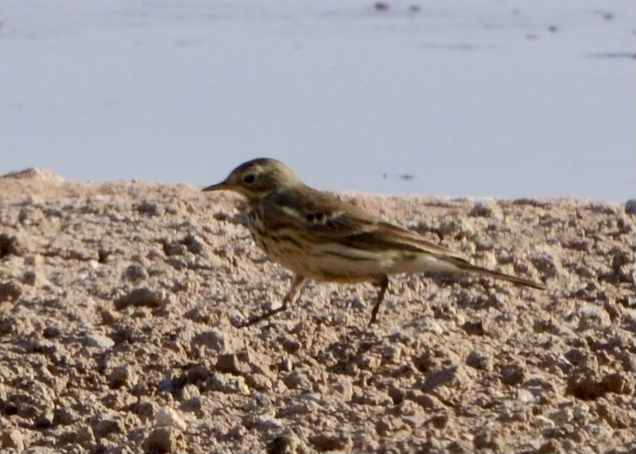 American Pipit - ML611961216
