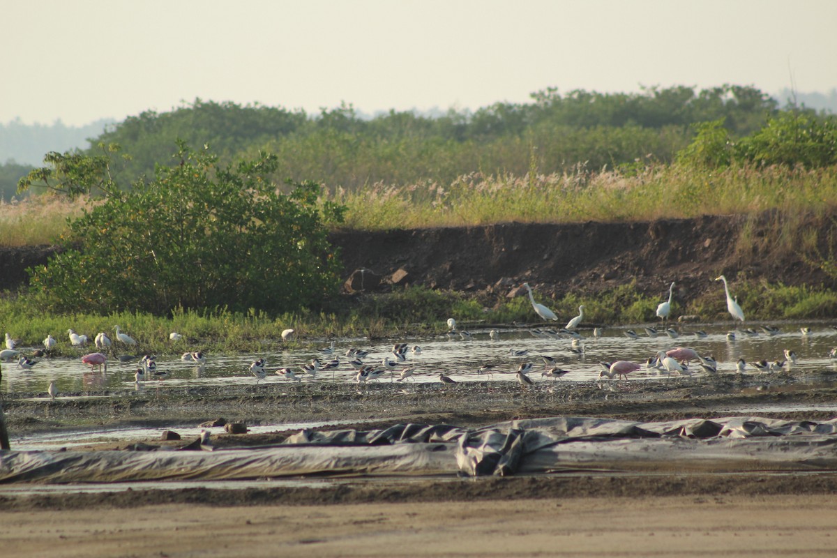 American Avocet - ML611961244