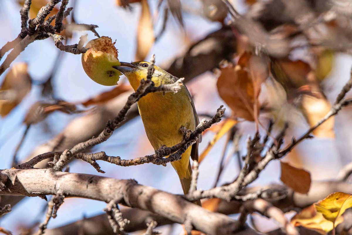 Hepatic Tanager - ML611961360