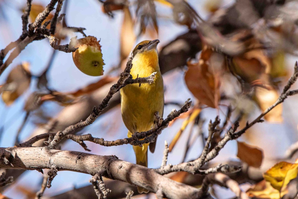 Hepatic Tanager - ML611961361