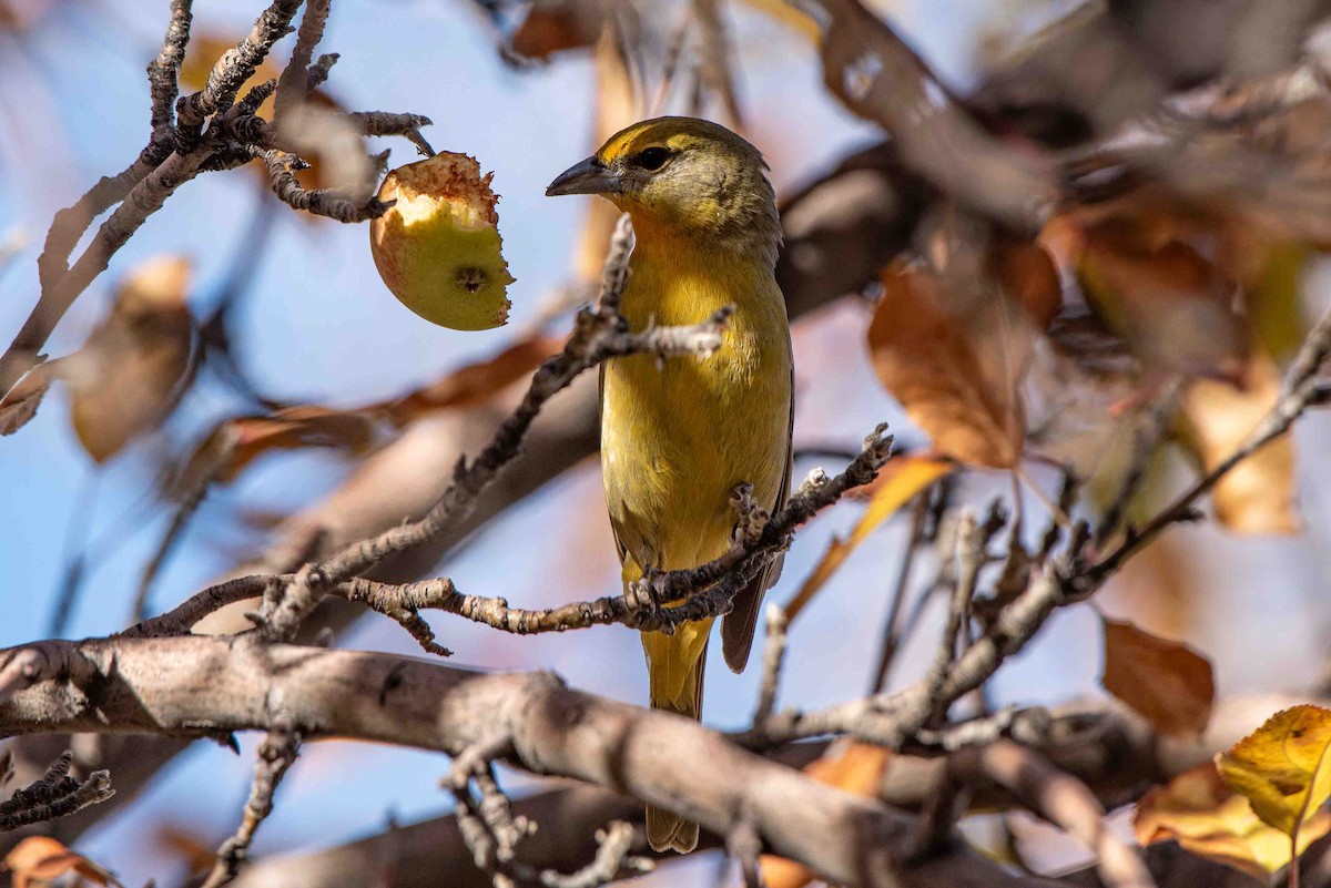 Hepatic Tanager - ML611961365