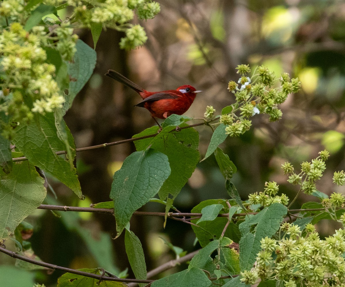 Red Warbler - ML611961368