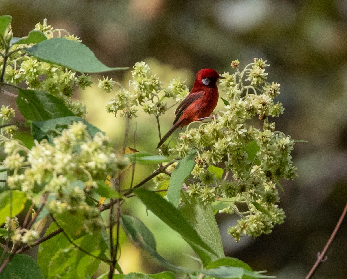 Red Warbler - ML611961374