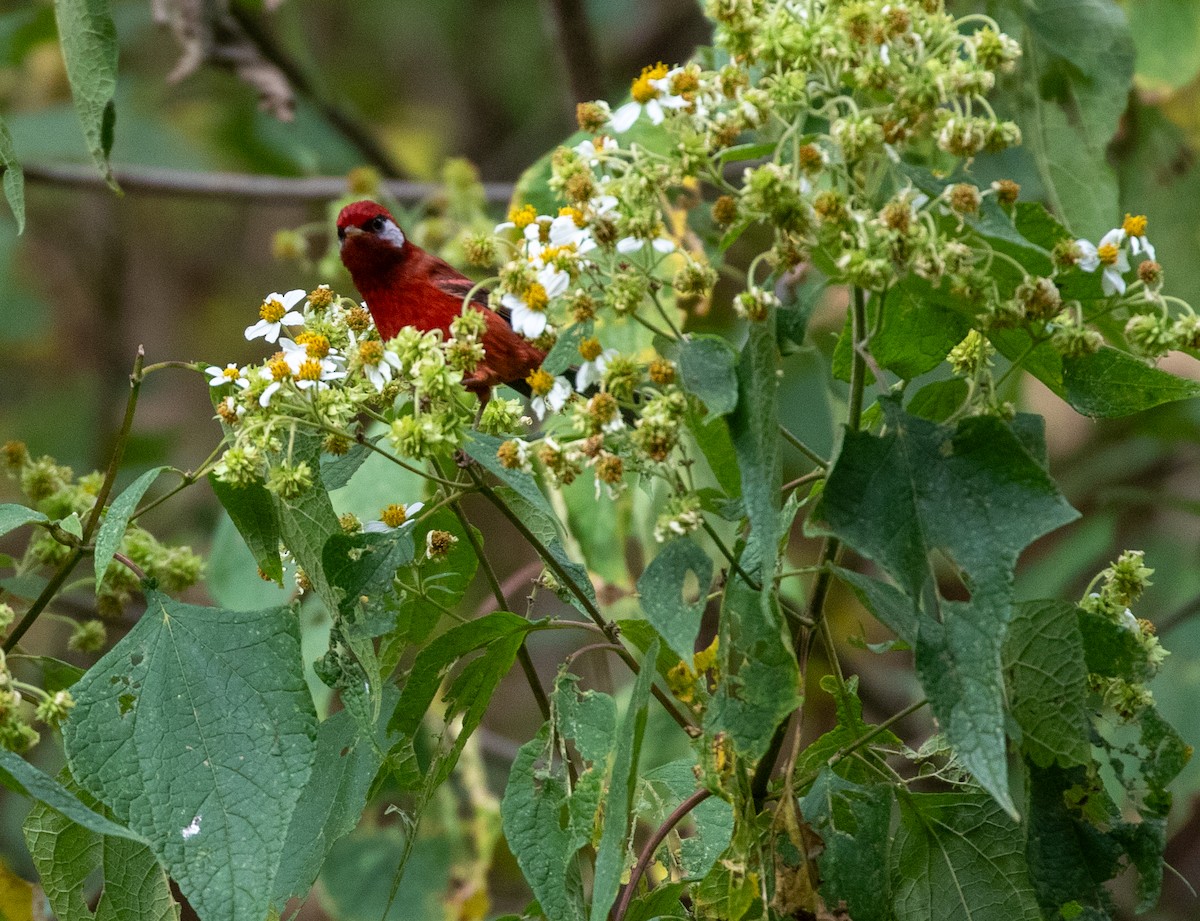 Red Warbler - ML611961379