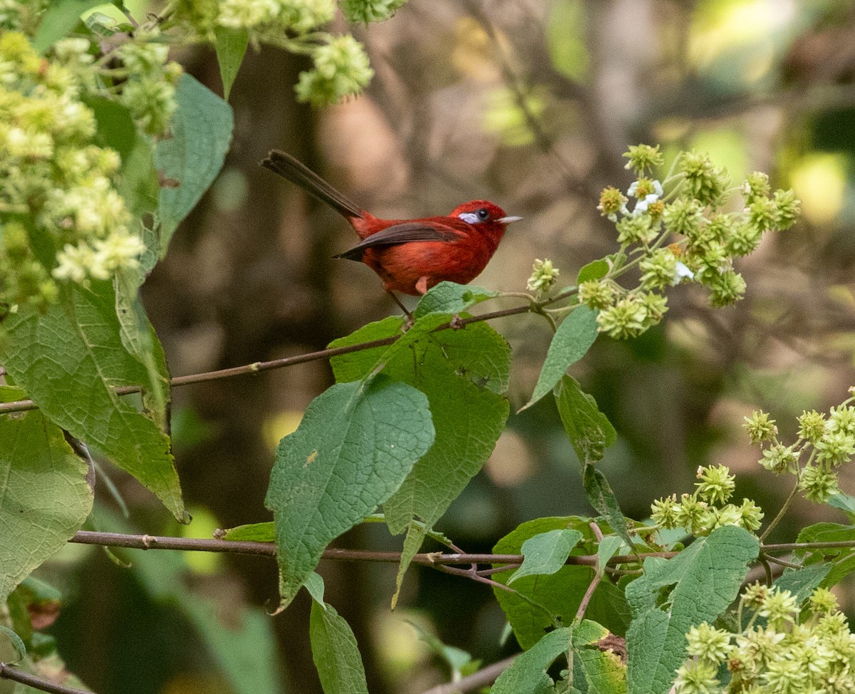 Red Warbler - ML611961383