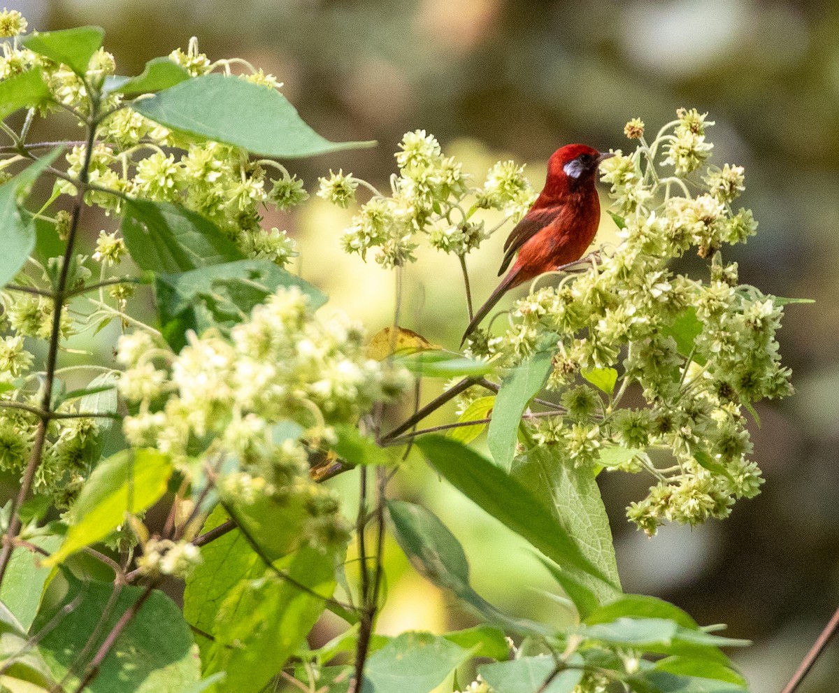 Red Warbler - ML611961388