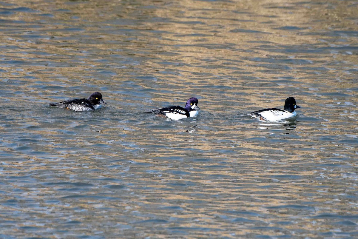 Barrow's Goldeneye - ML611961468