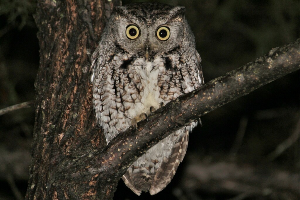 Eastern Screech-Owl - ML611961483