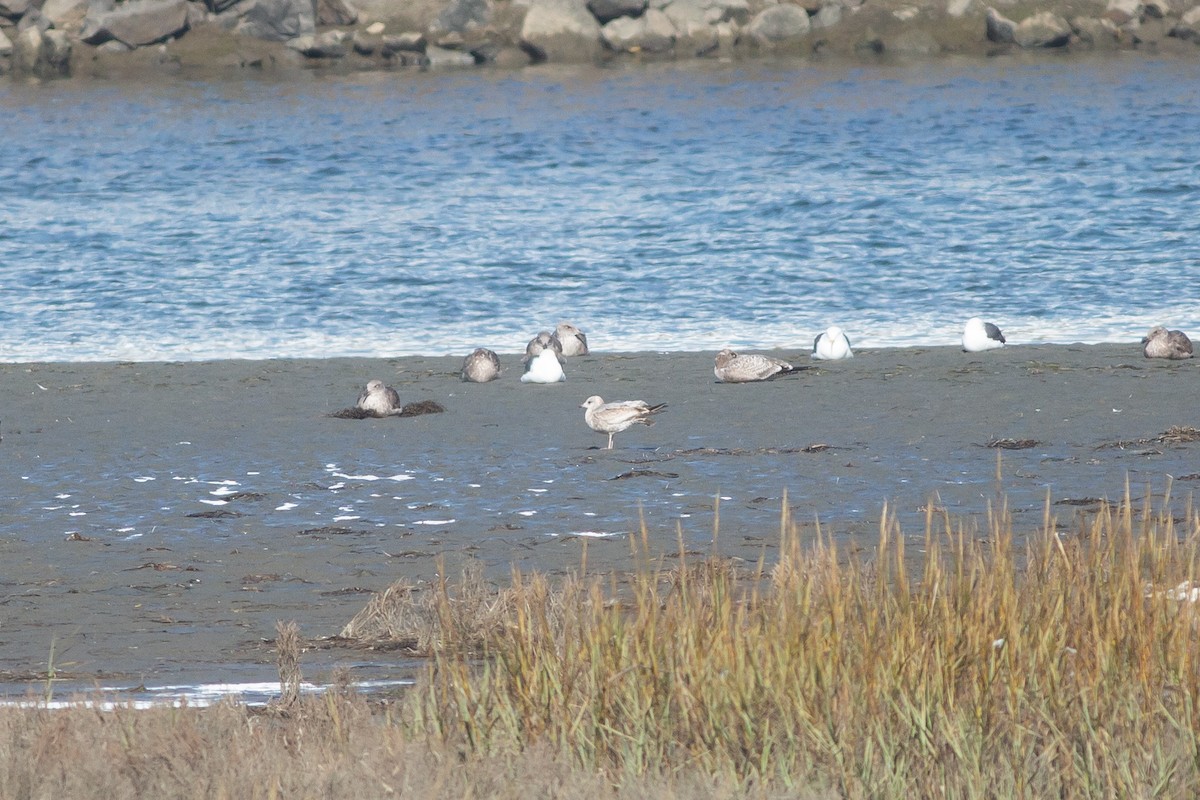 Short-billed Gull - ML611961651