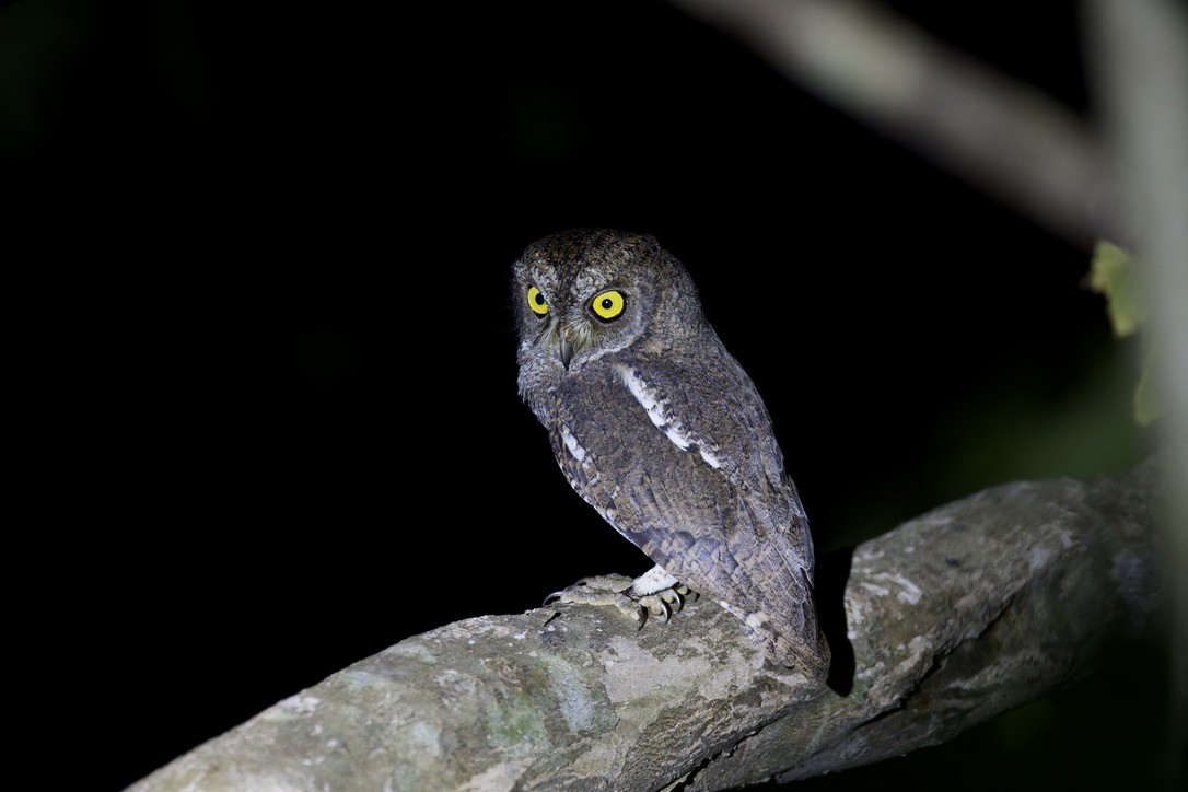 Oriental Scops-Owl (Walden's) - ML611961665
