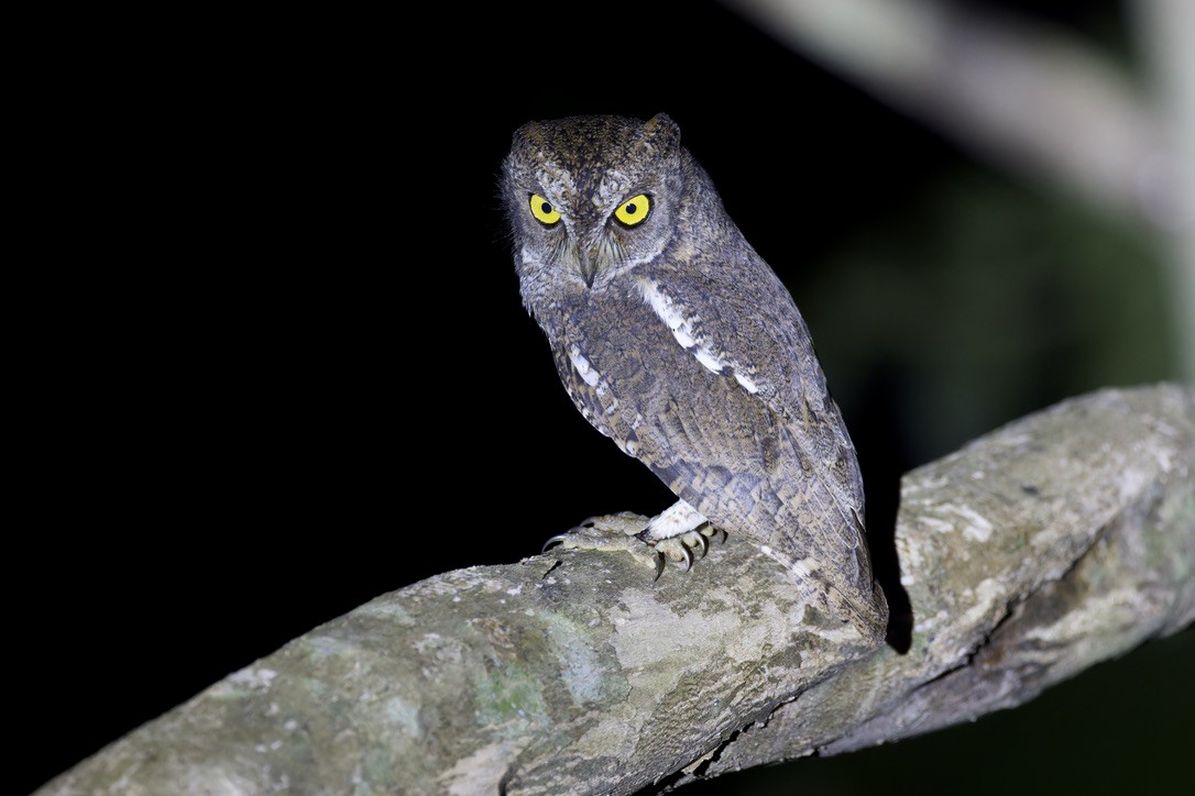 Oriental Scops-Owl (Walden's) - ML611961666