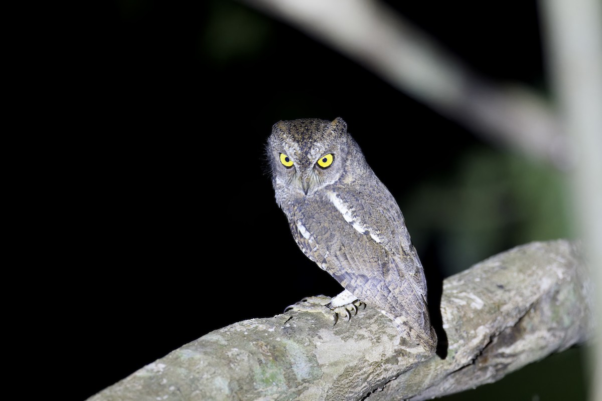 Oriental Scops-Owl (Walden's) - ML611961669