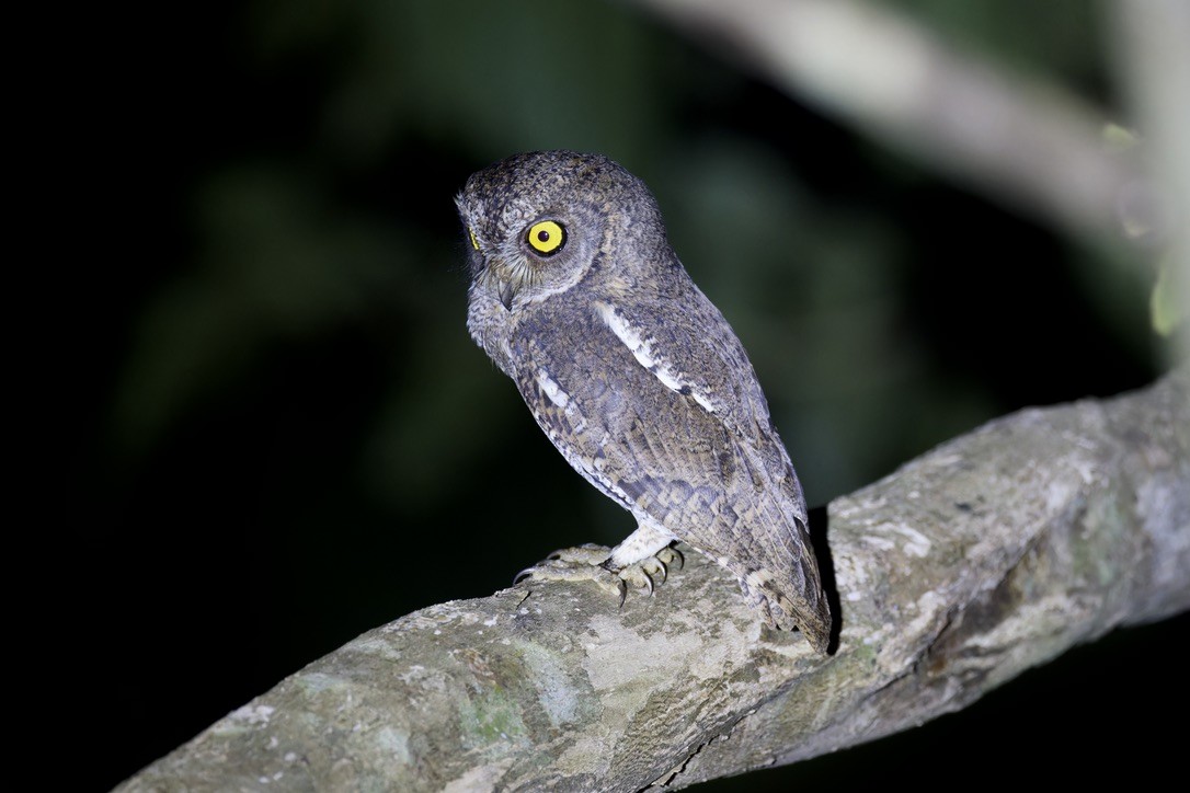 Oriental Scops-Owl (Walden's) - ML611961672