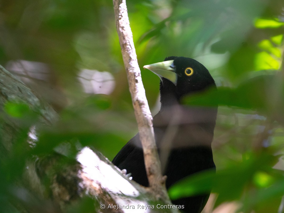 Cassique à bec jaune (holosericeus/flavirostris) - ML611961674