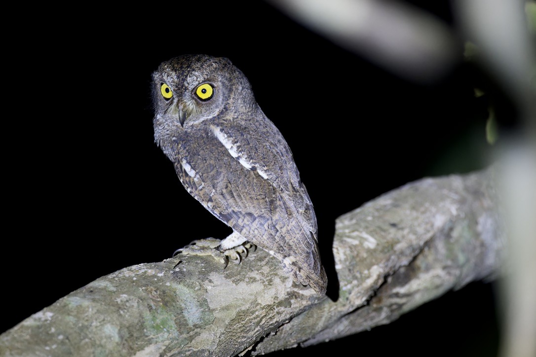 Oriental Scops-Owl (Walden's) - ML611961681