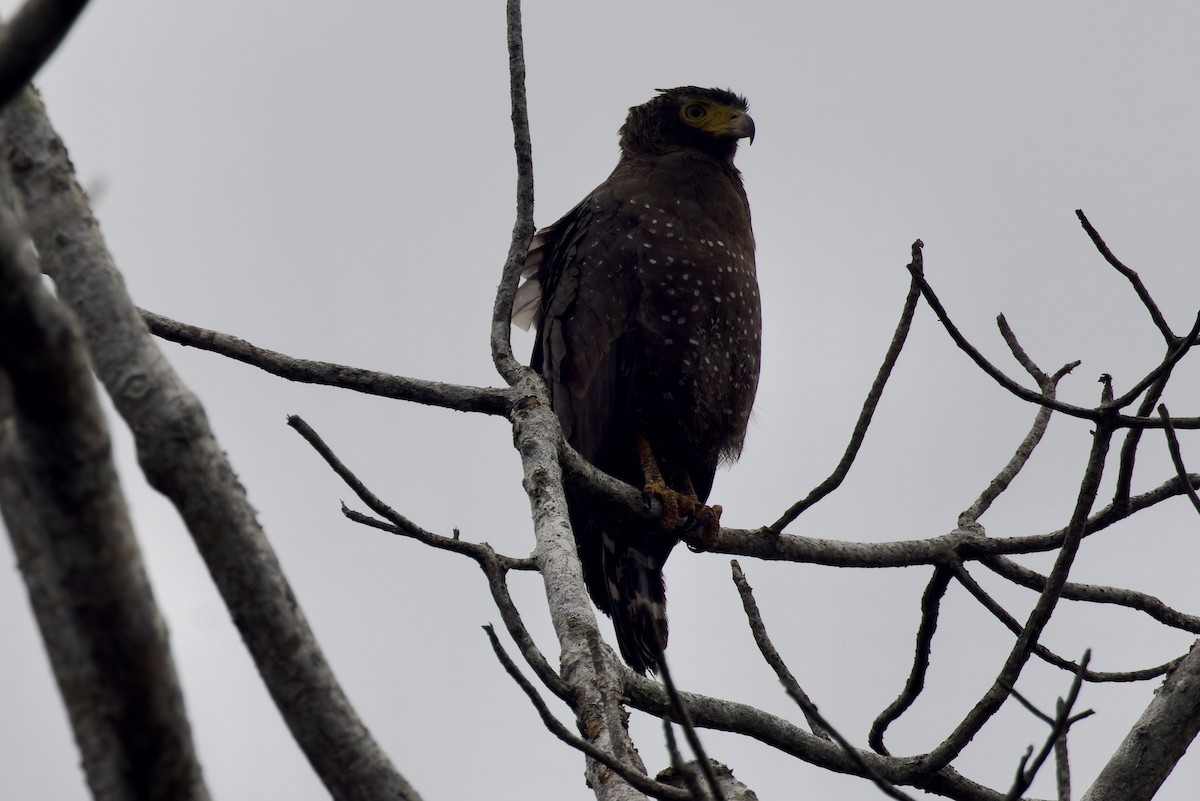 Crested Serpent-Eagle - ML611961700