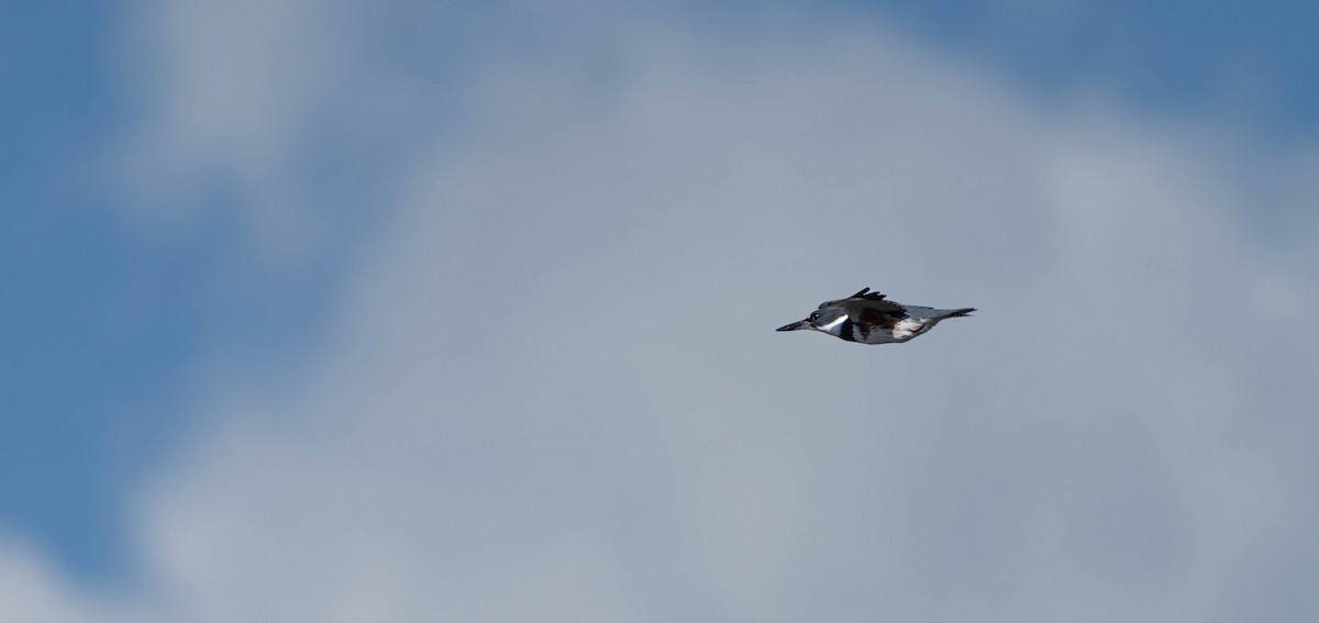 Belted Kingfisher - ML611961870