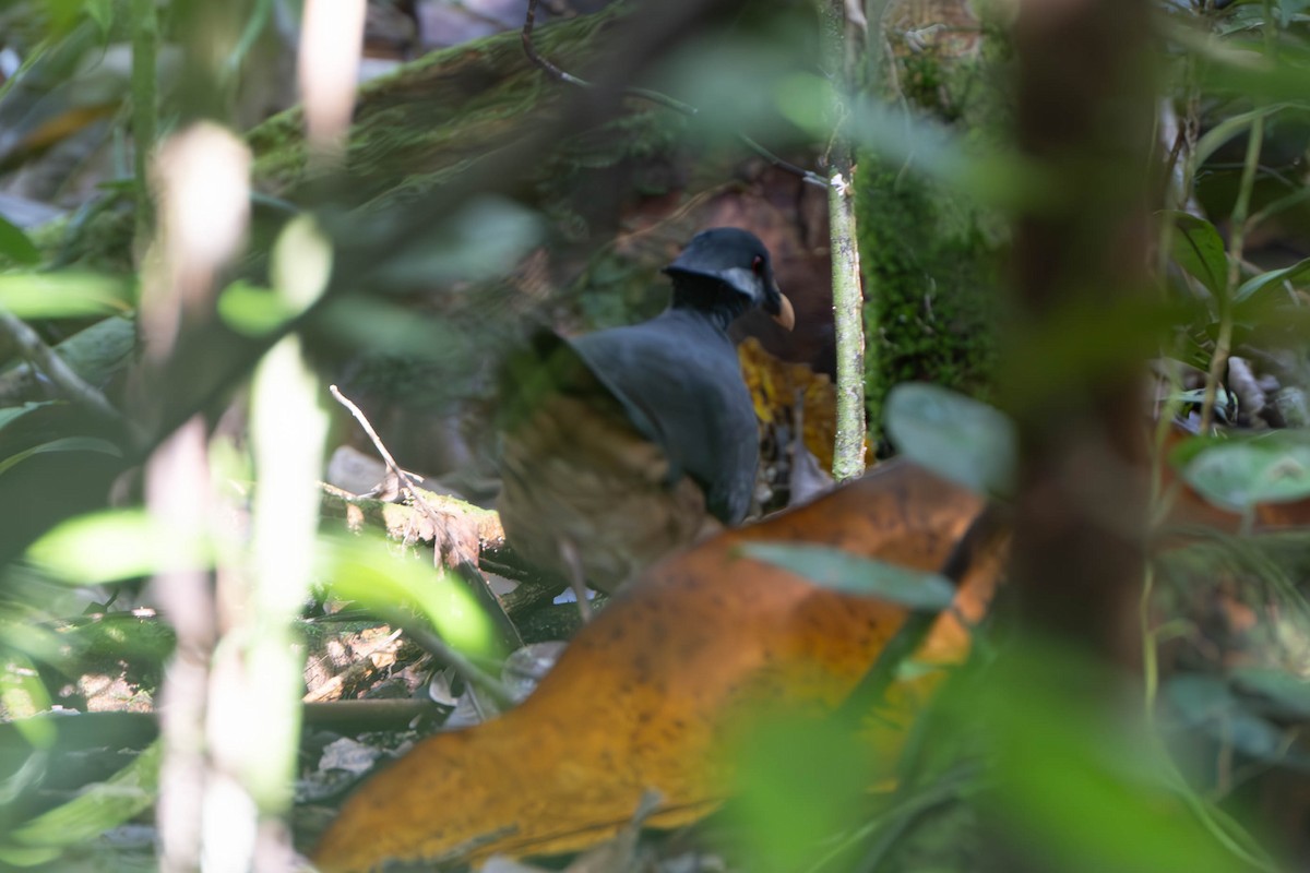 Thick-billed Ground-Pigeon - ML611961899