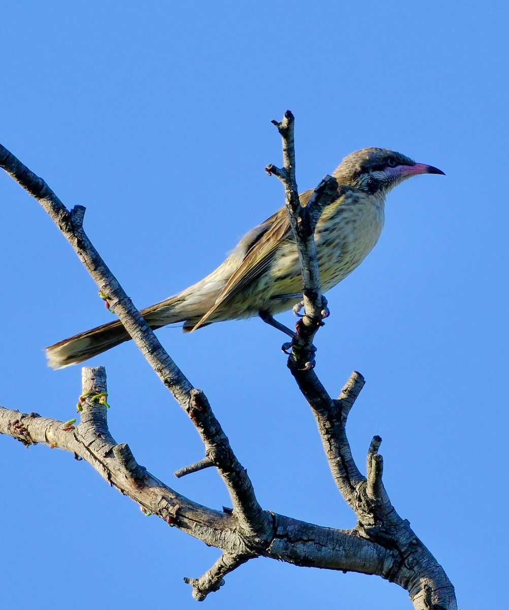 Spiny-cheeked Honeyeater - ML611962094