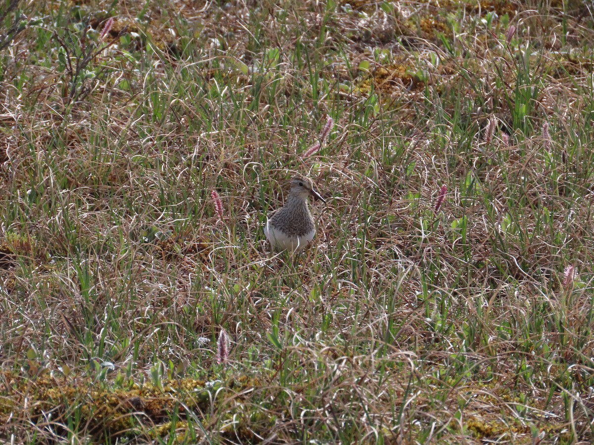 Bécasseau à poitrine cendrée - ML611962116