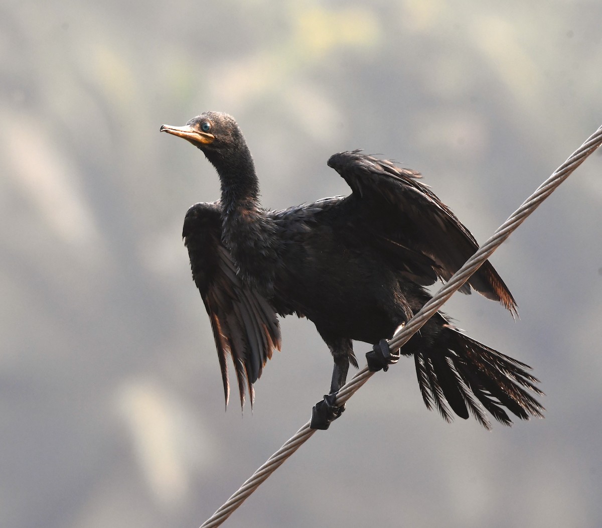 Indian Cormorant - ML611962213