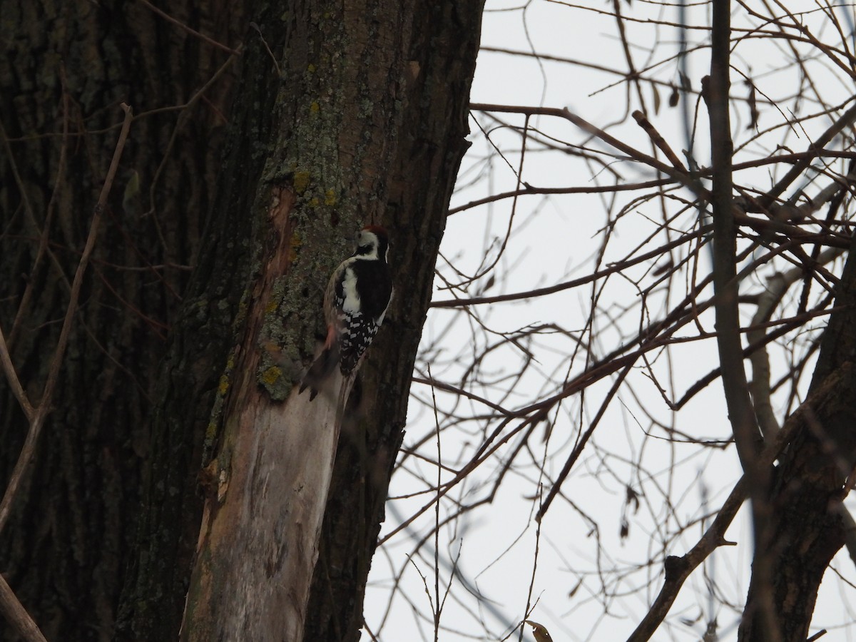 Middle Spotted Woodpecker - Sławomir Karpicki