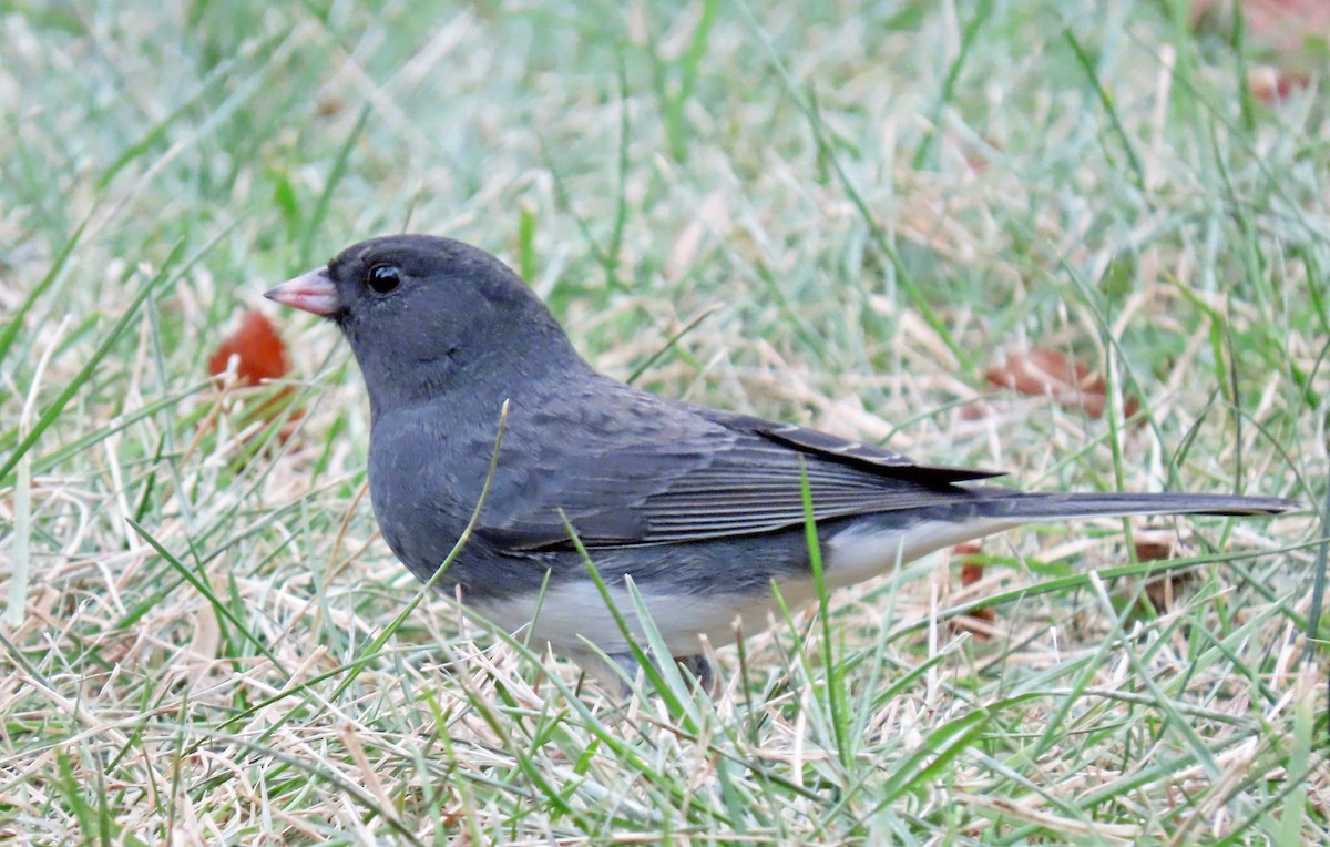 Dark-eyed Junco (Slate-colored) - ML611962609