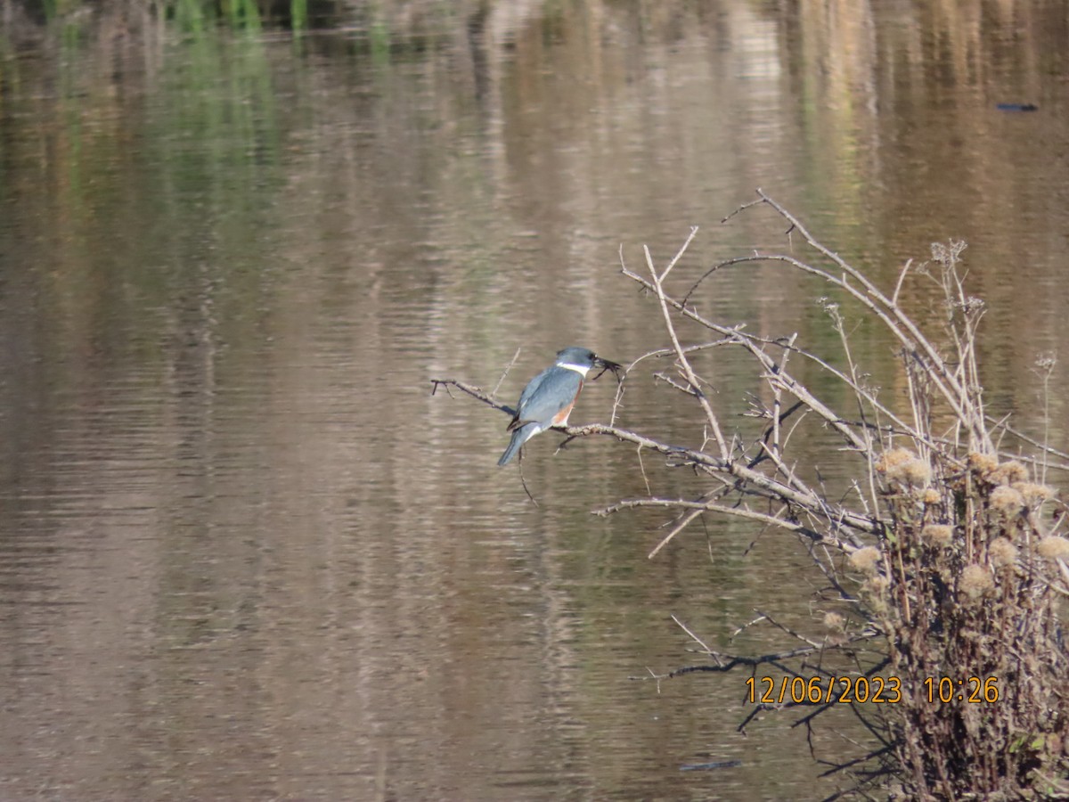 Belted Kingfisher - ML611962809