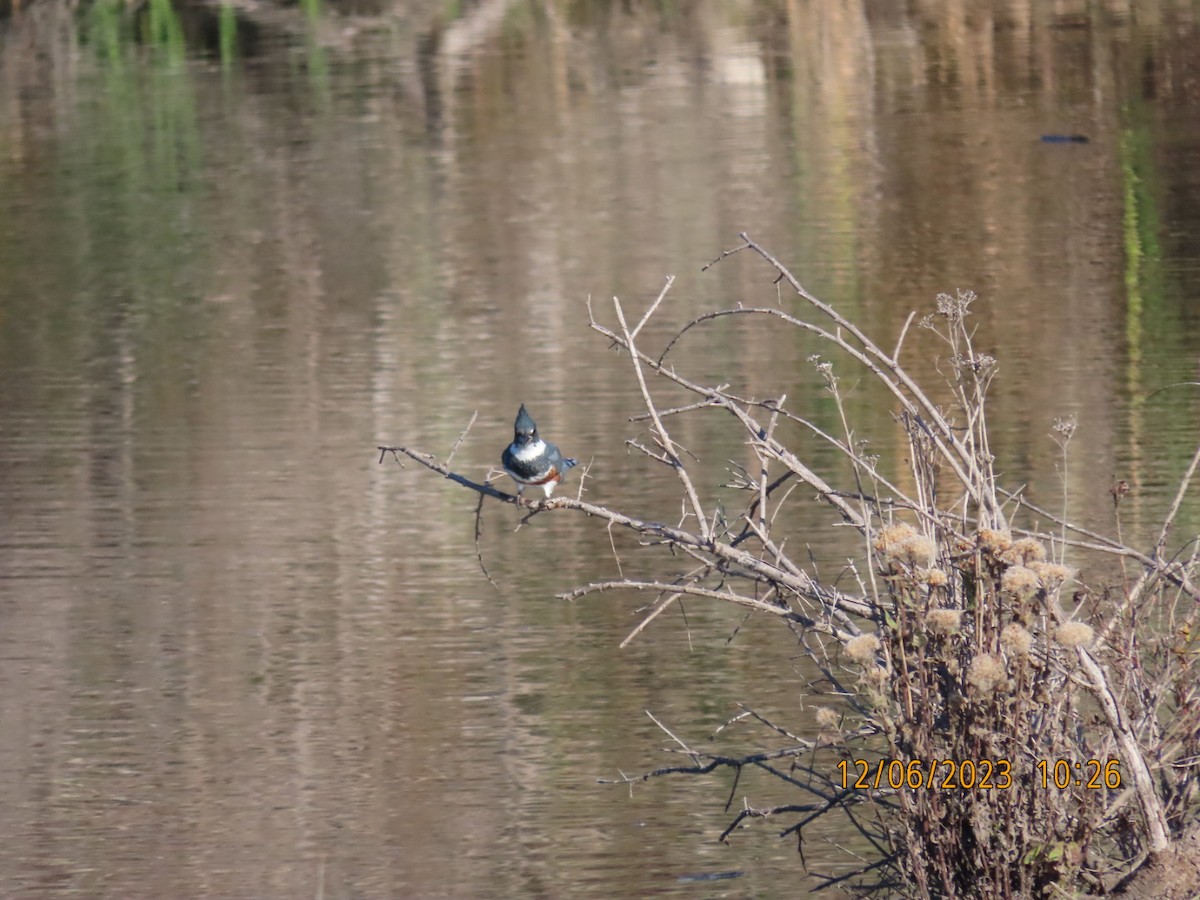 Belted Kingfisher - ML611962810