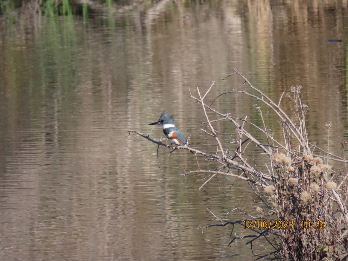Belted Kingfisher - ML611962812