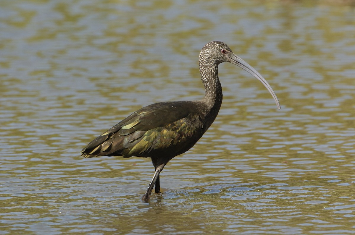 ibis americký - ML611962846