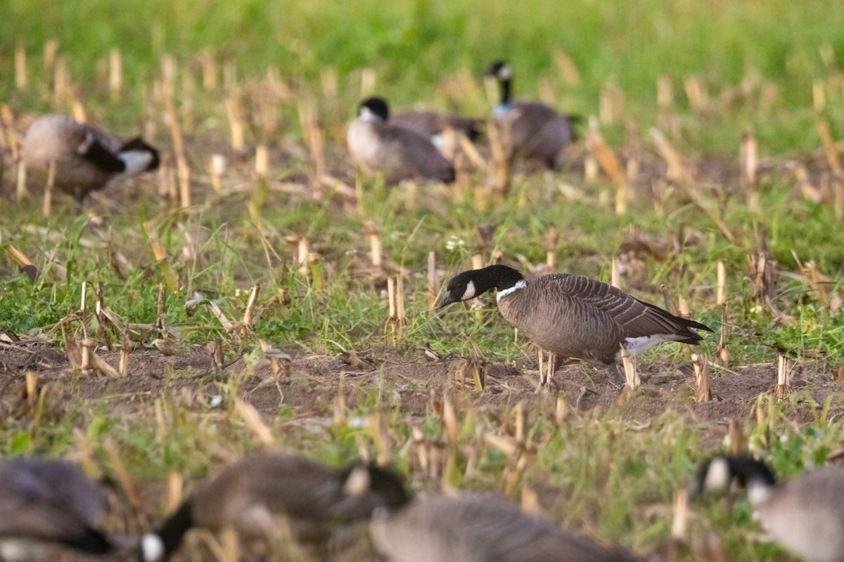 Cackling Goose - ML611962884