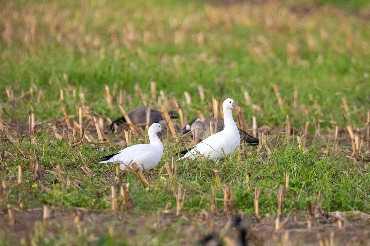 Ross's Goose - ML611962886