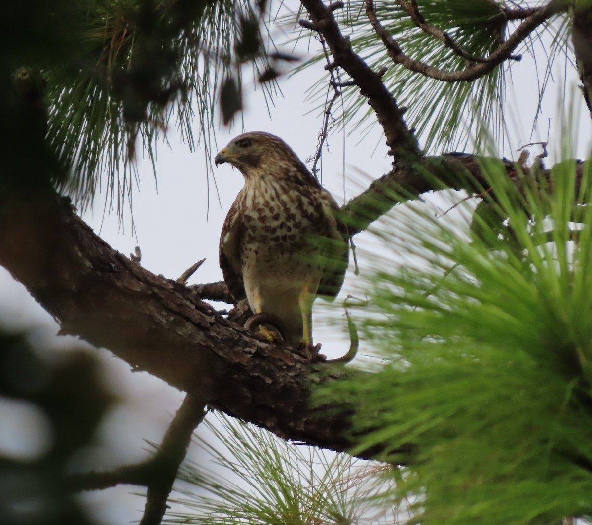 Red-shouldered Hawk - ML611962951