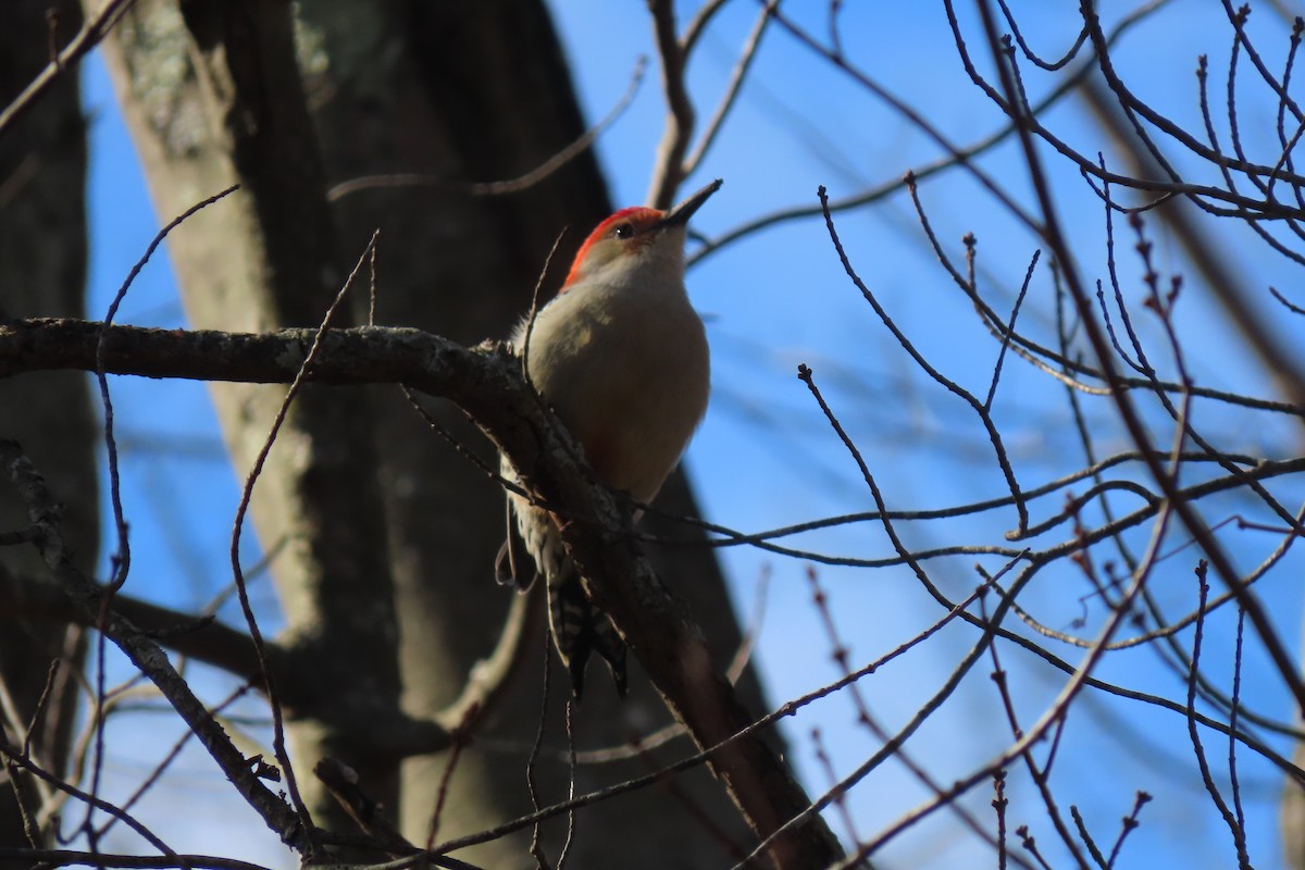 Red-bellied Woodpecker - ML611962970