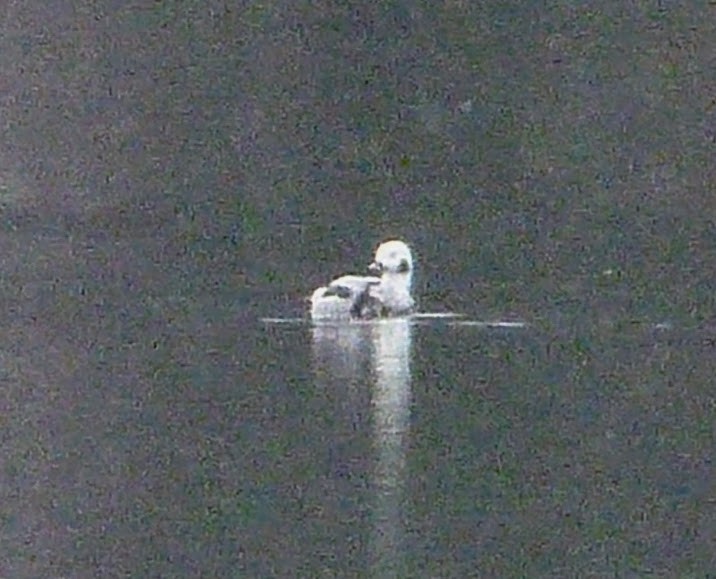 Long-tailed Duck - ML611963010