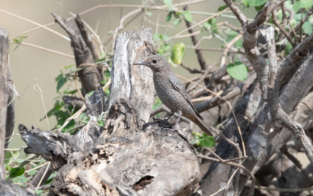 Blue Rock-Thrush - ML611963011